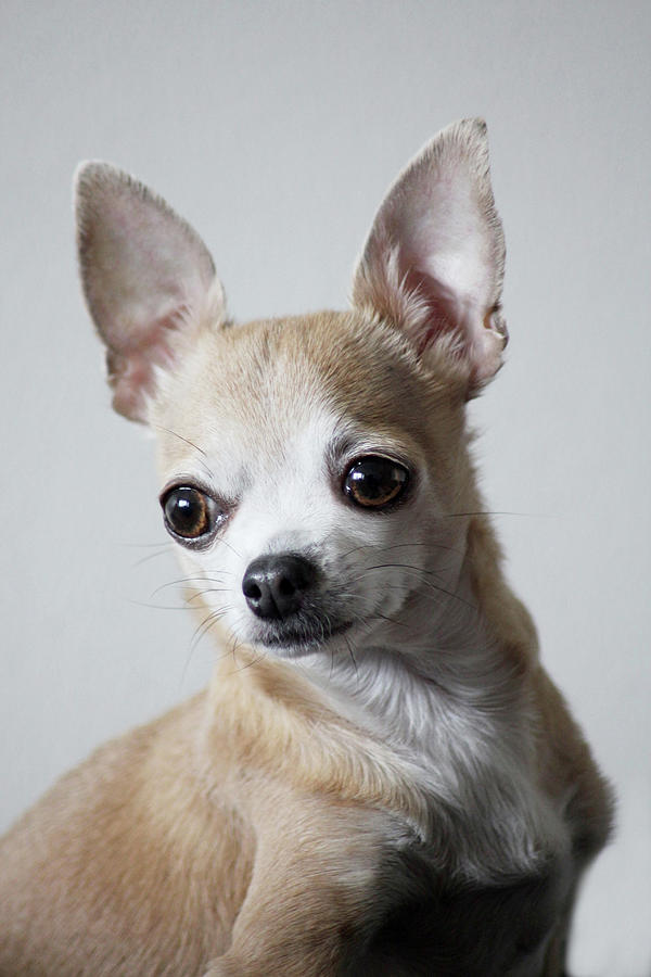 Iris - the little cute chichi Photograph by Angela Emanuelsson - Fine ...