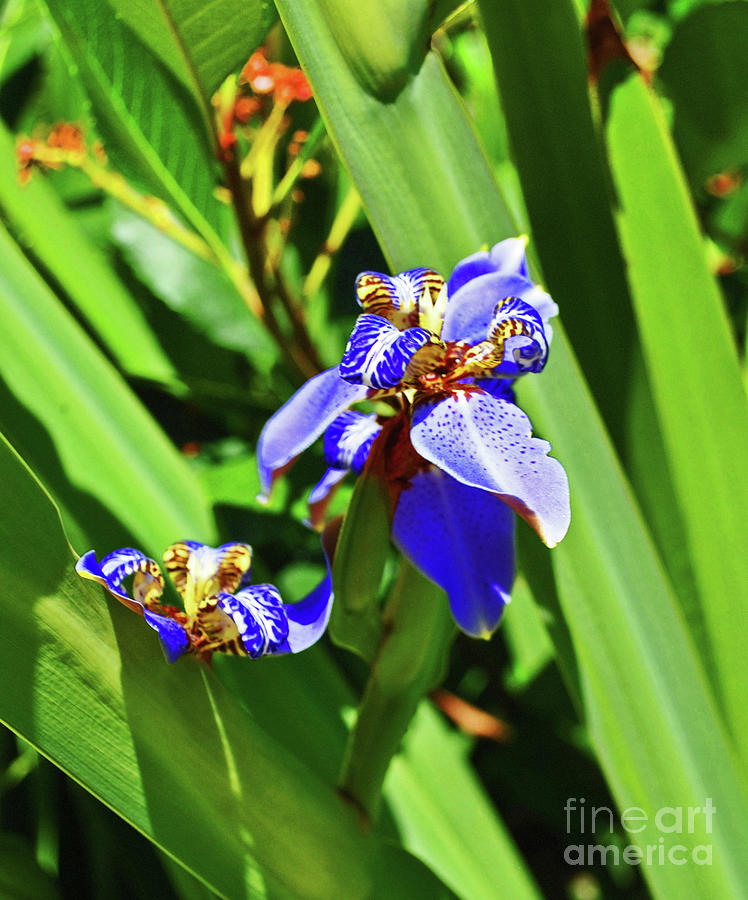 Iris Up Close by George D Gordon III Iris Up Close by George D Gordon III