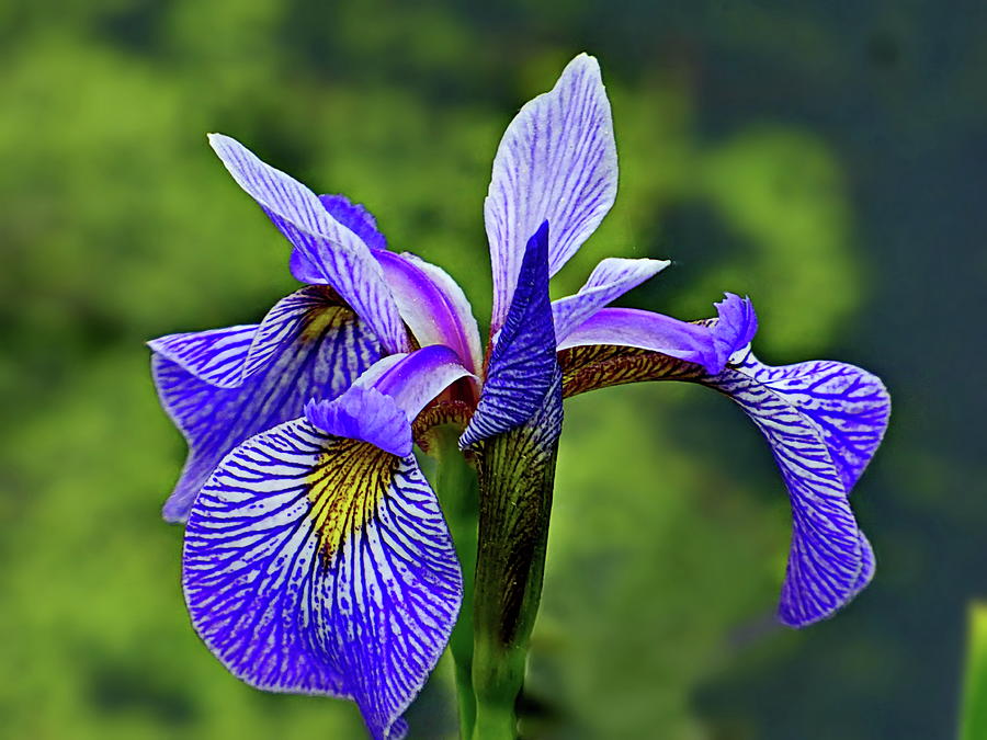 Iris Versicolor Photograph by Lyuba Filatova