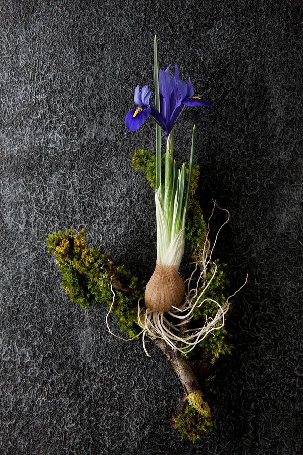 Iris With Bulb And Mossy Twigs On Dark Background Photograph by Sabine Lscher