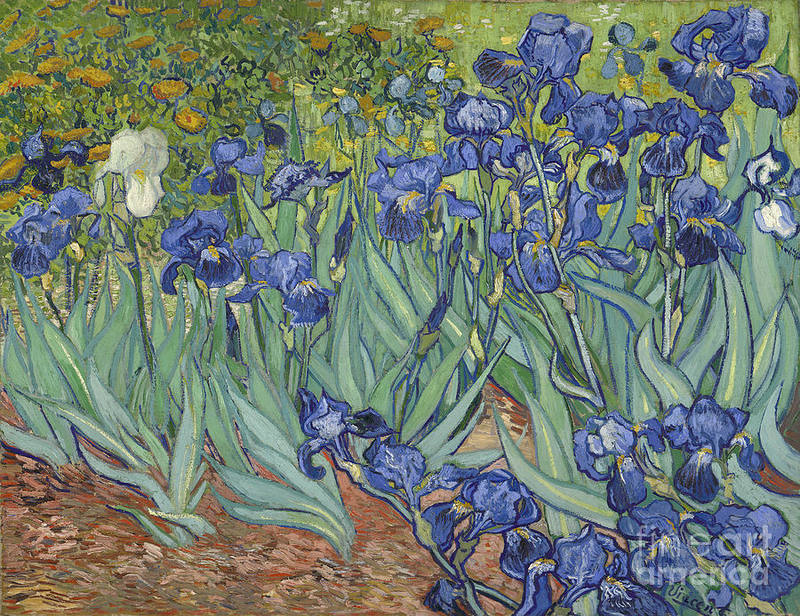 Irises, 1889 Drawing by Heritage Images