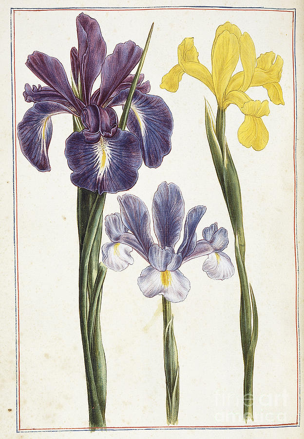 Irises, 18th Century Painting by French School - Fine Art America