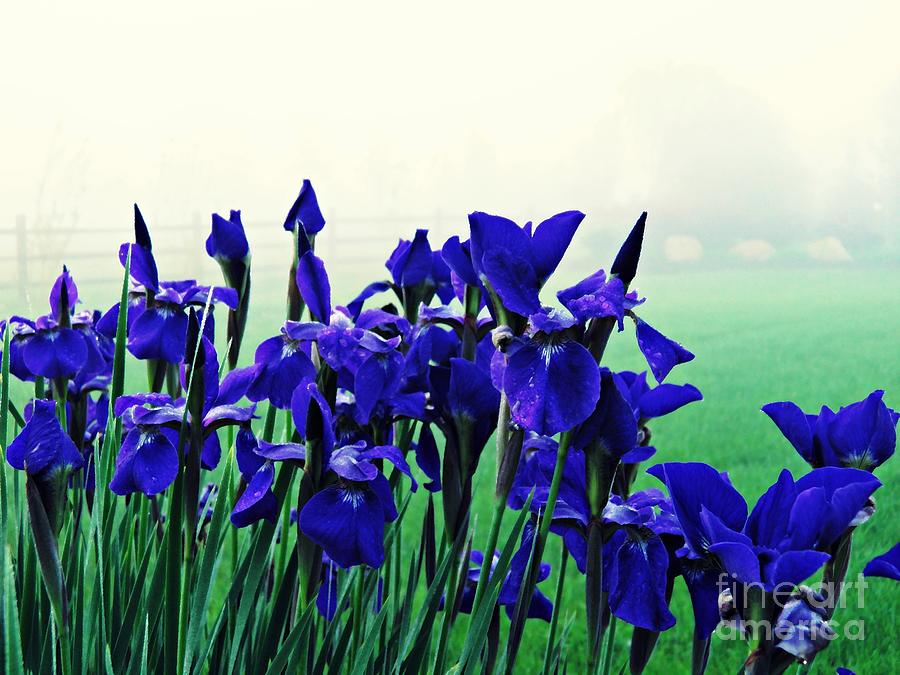 Iris Photograph - Irises at Dawn 2 by Sarah Loft