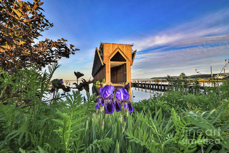Irises at Marquette Michigan Ore Dock Photograph by Norris Seward