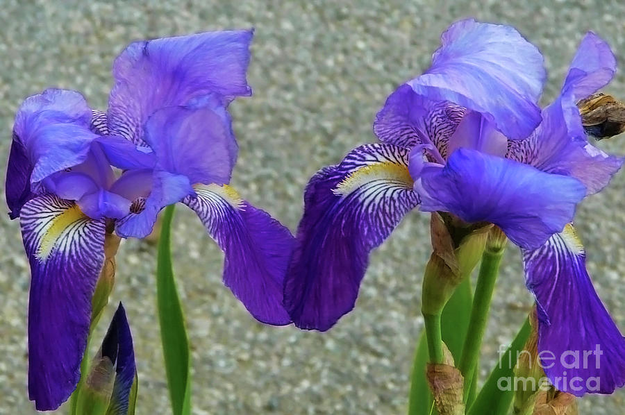 Irises #2p Photograph by Jasna Dragun