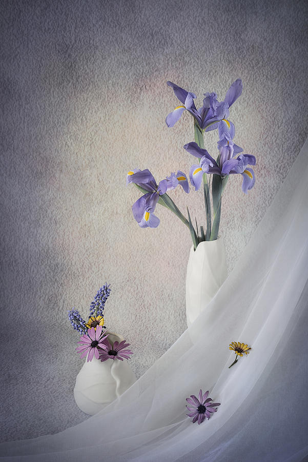 Irises Photograph - Irises by Lydia Jacobs Irises Photograph - Irises by Lydia Jacobs