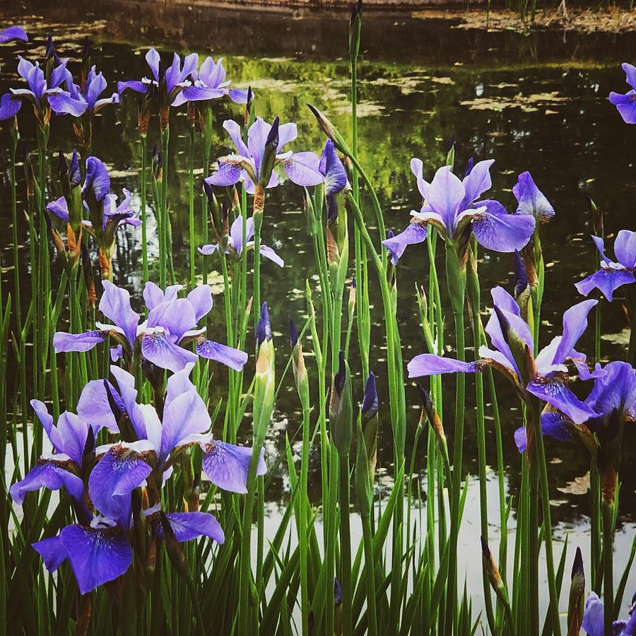 Irises Photograph by Mark Egerton