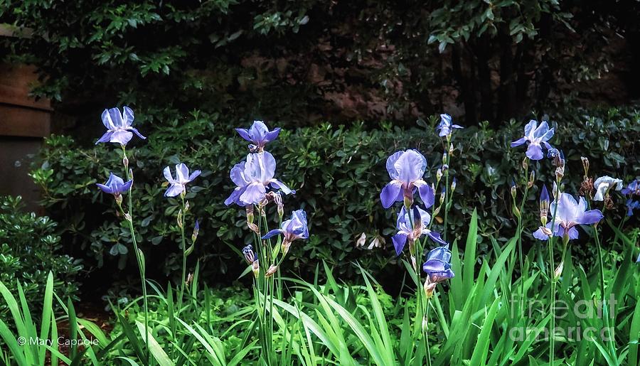Irises of Montserrat Photograph by Mary Capriole