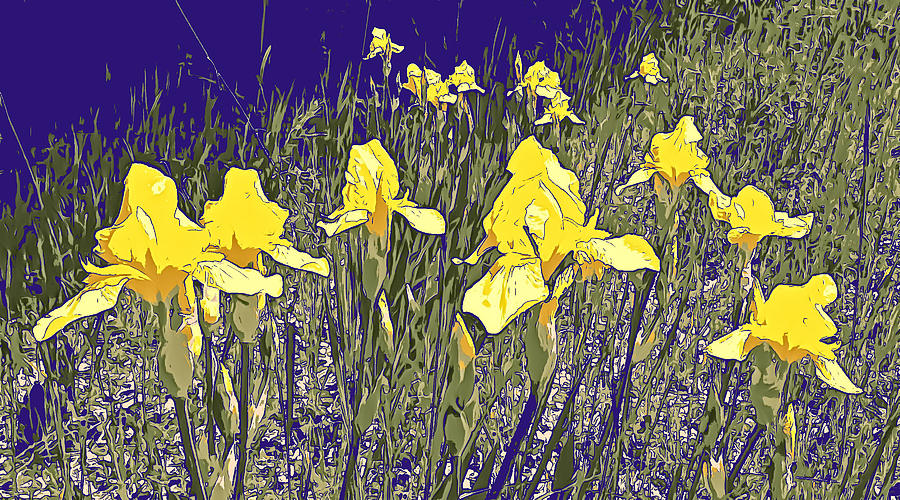 Irises Photograph by Robert Bissett