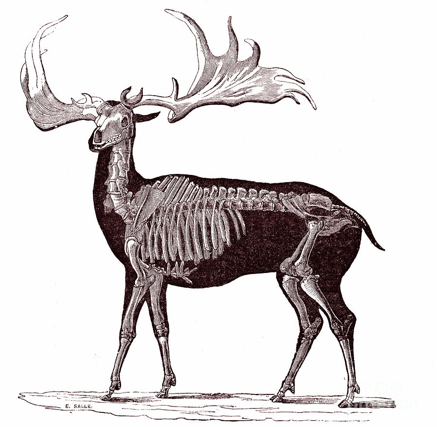 Irish Elk Antlers