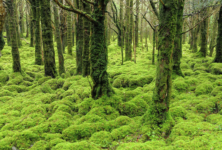 Irish Forest, Muckross Lake, Kilarney Photograph by Jvoisey