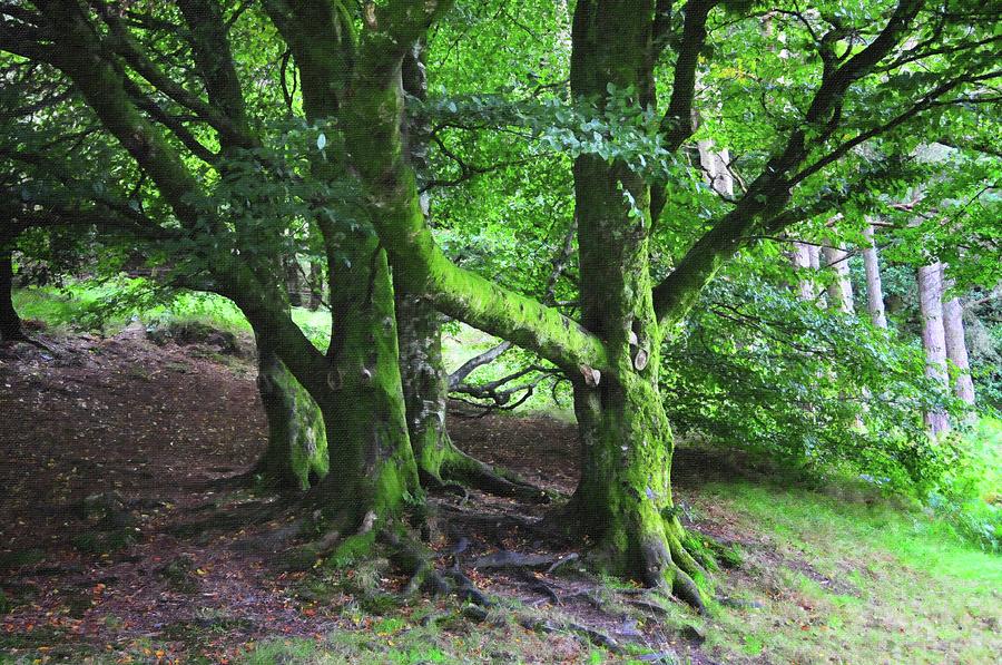 Irish Journey.  Mossy Trees of Glendalough Photograph by Jenny Rainbow