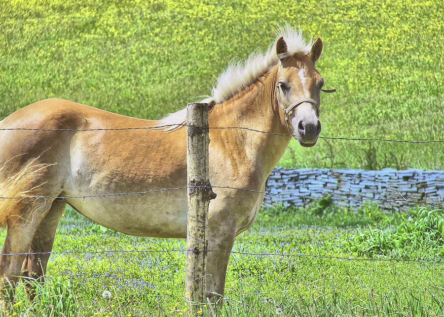 Irish Pony Photograph by Dressage Design