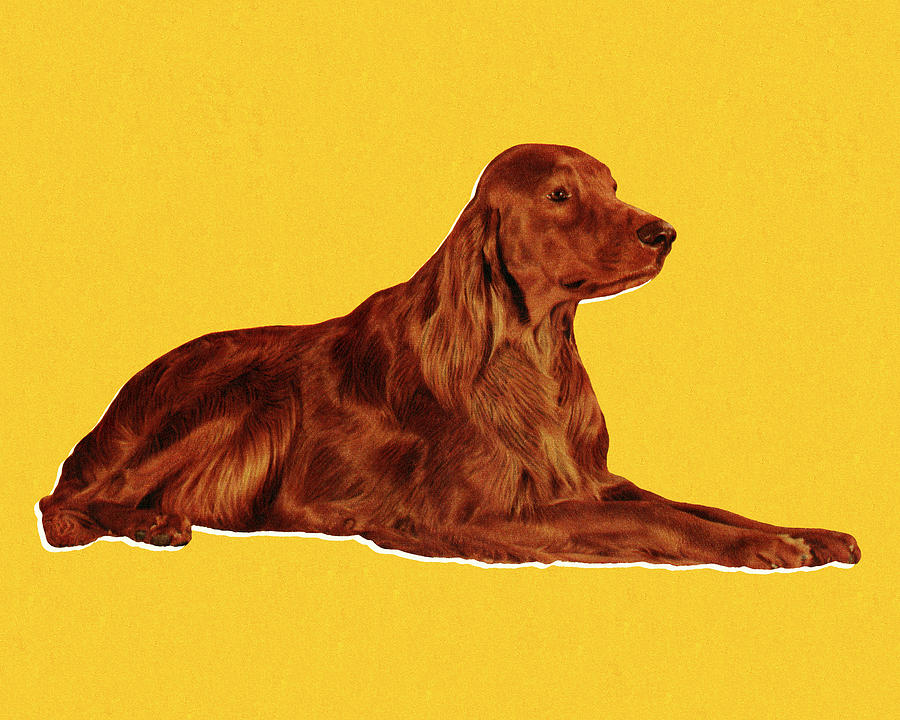 Vintage Drawing - Irish Setter by CSA Images