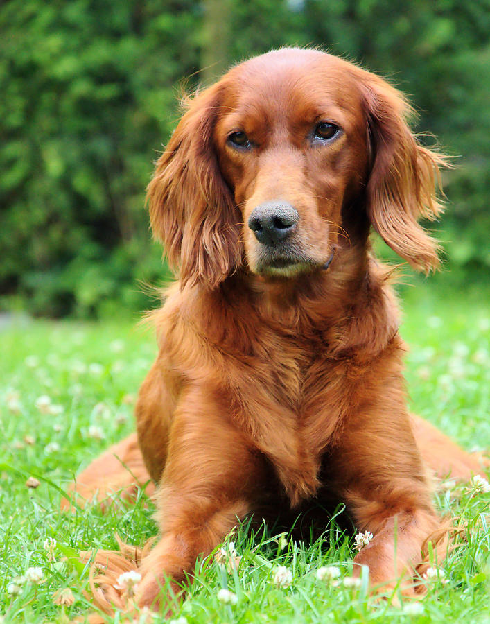 Irish Setter Photograph by Dave Byrne - Fine Art America