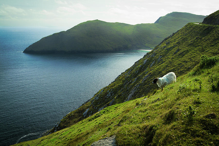 Irish Sheep Photograph by Christian Wilt