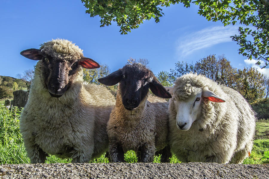Irish Sheep, Glenasmole, Co Dublin, Ireland Photograph by Adrian
