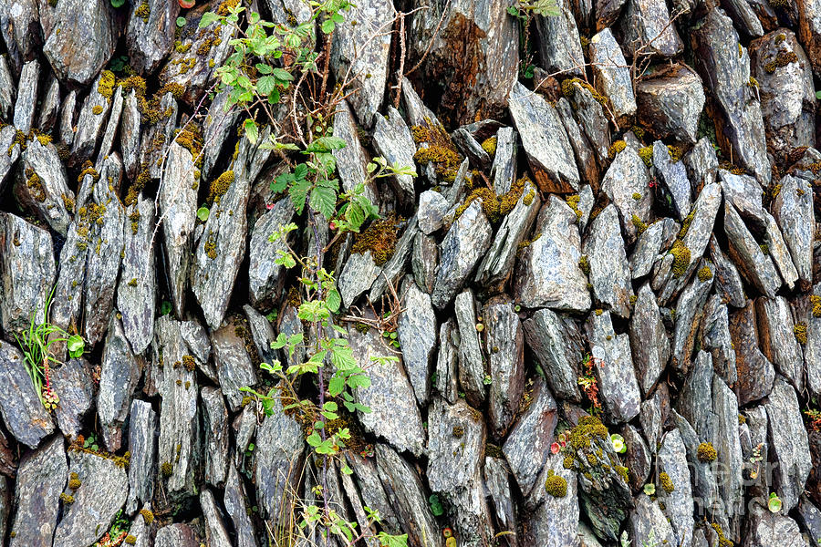Irish Stone Wall Photograph by Olivier Le Queinec