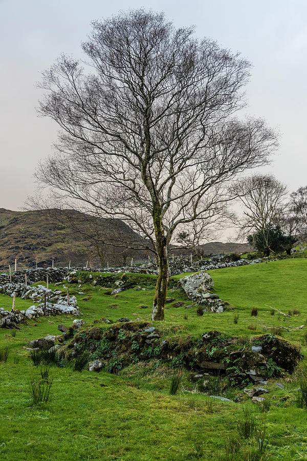 Irish Tree  Photograph by John McGraw