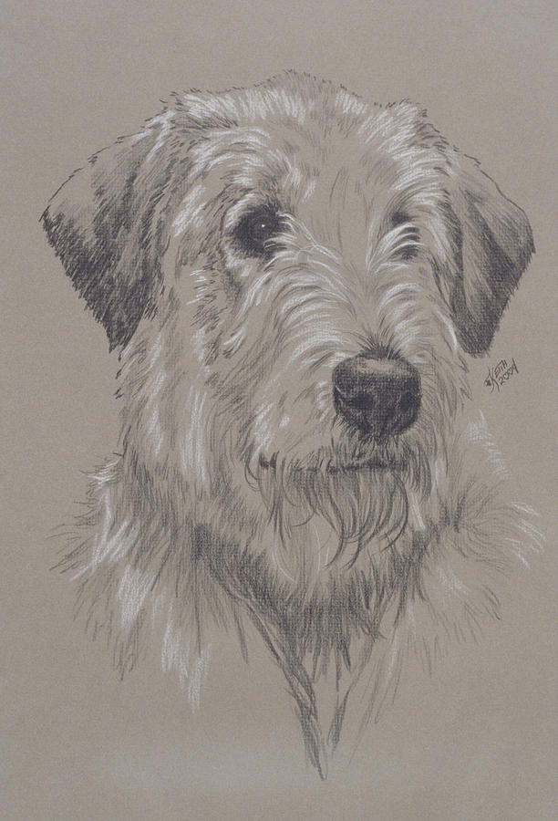 Dog Painting - Irish Wolfhound by Barbara Keith
