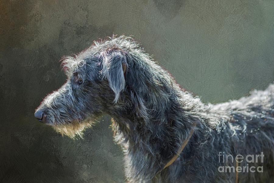 Irish Wolfhound in Profile Mixed Media by Eva Lechner