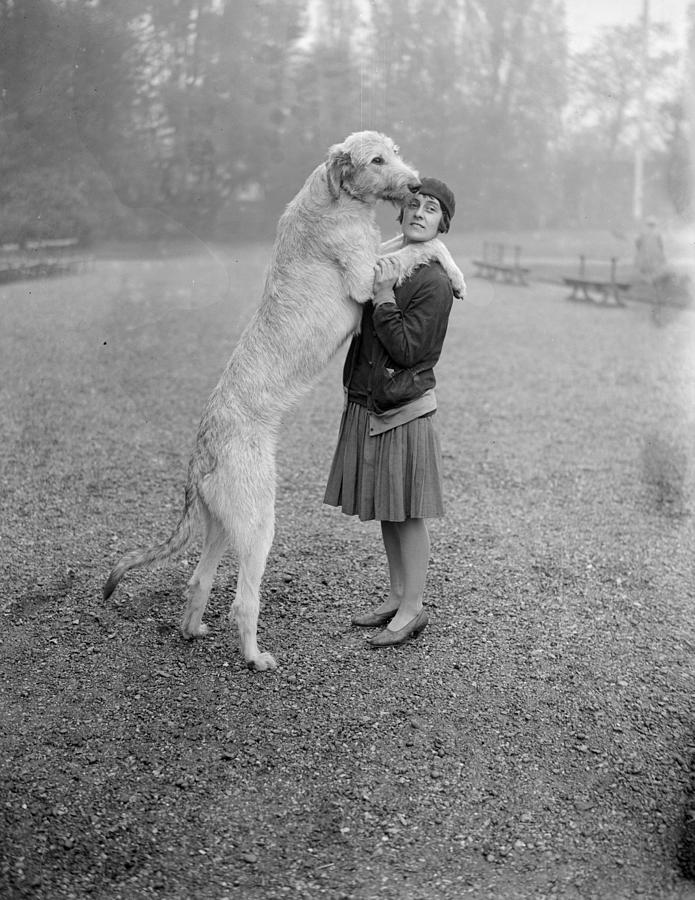 Irish Wolfhound Photograph by Walter Bellamy