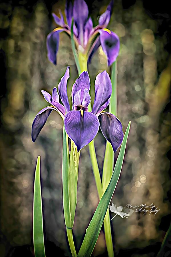 Irrisistable Iris-Painted Photograph by Denise Winship