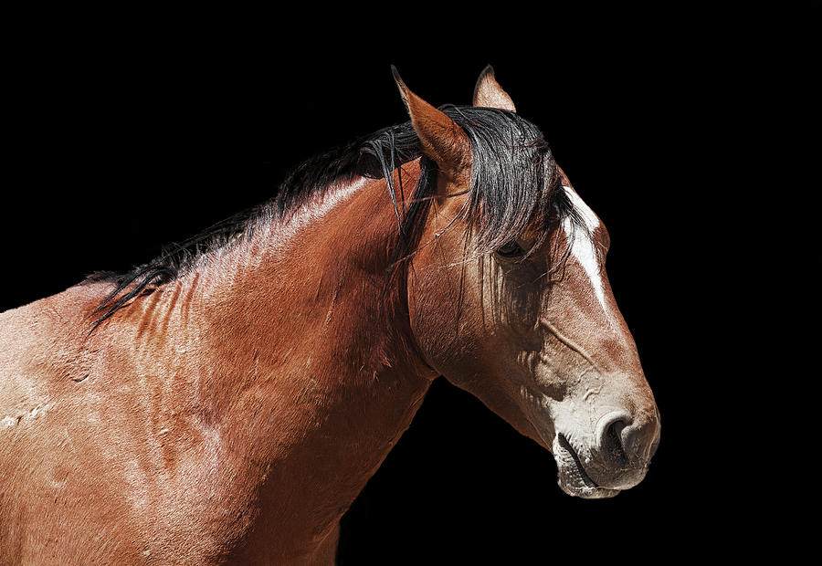 Wild Photograph - Iron Horse by Dennis Bolton Wild Photograph - Iron Horse by Dennis Bolton