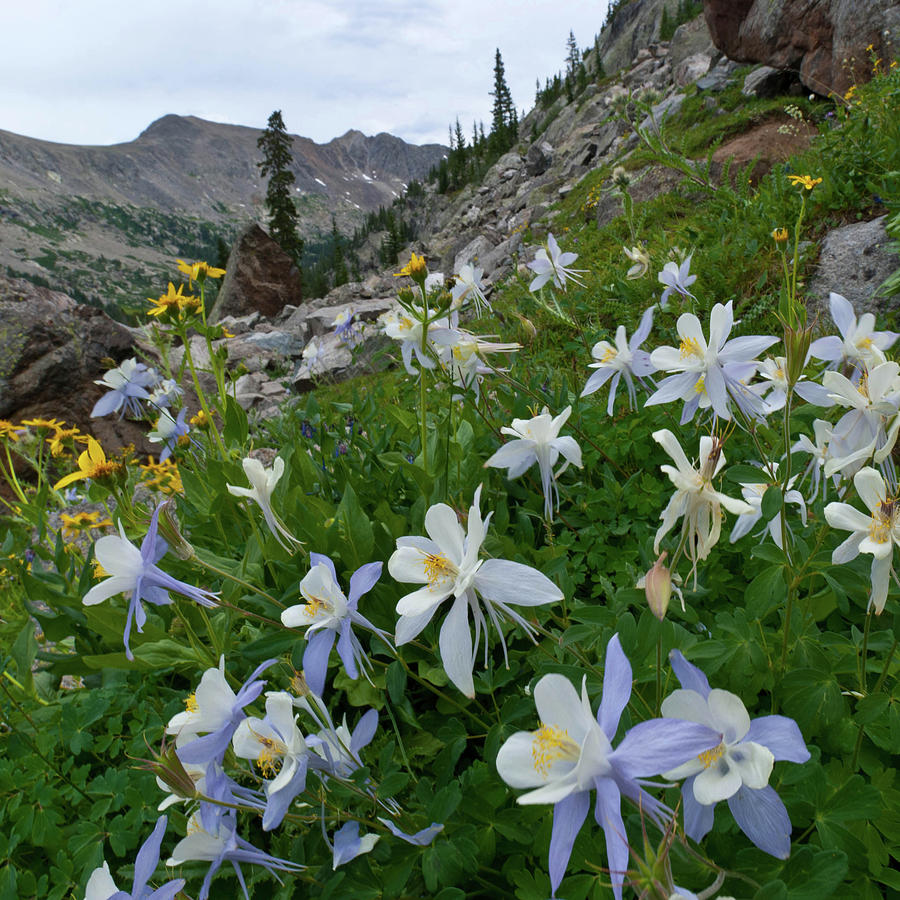 Ironedge Trail Blue Columbine Landscape Photograph