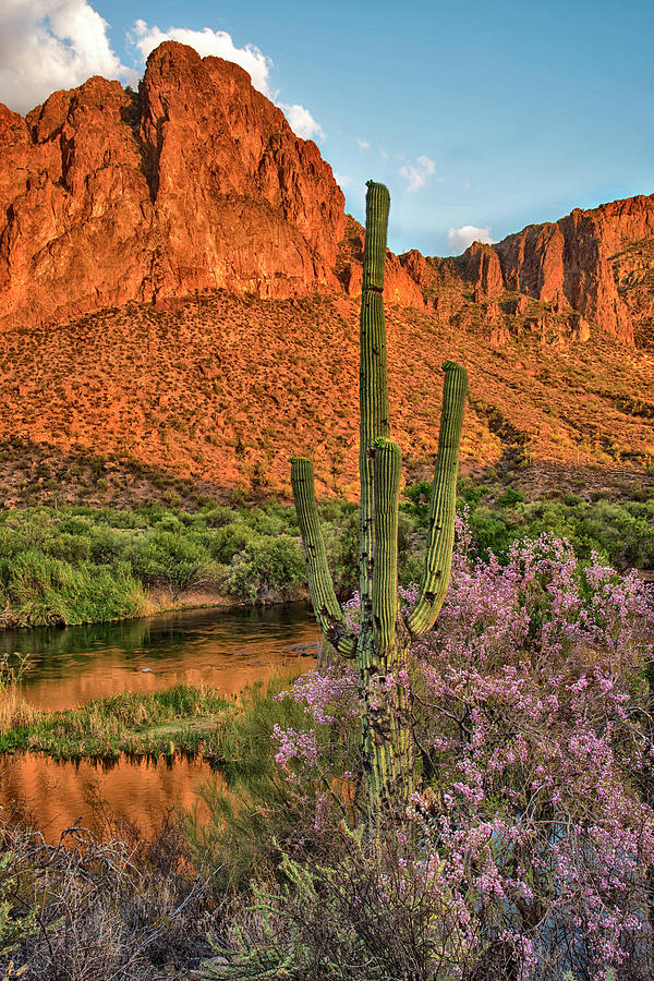 Ironwood Blossoms in Central Arizona Photograph by Dave Dilli