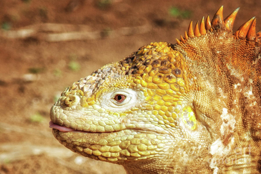 Irreverent Iguana Photograph by Becqi Sherman