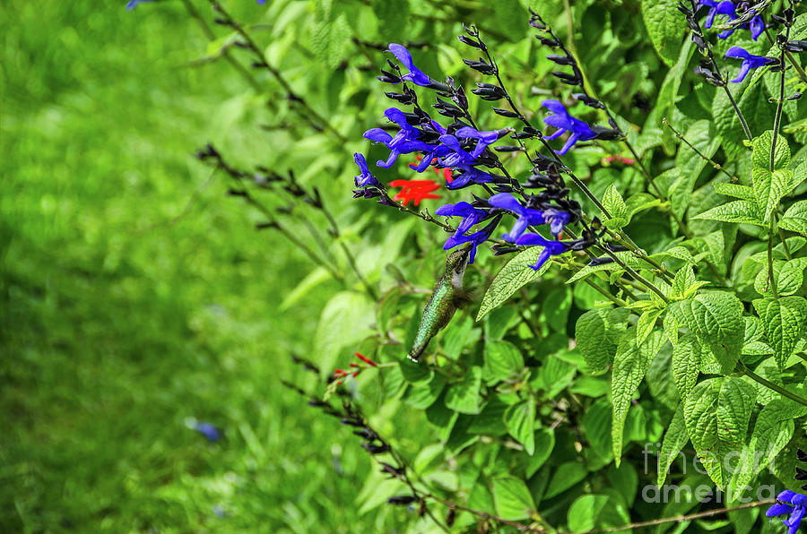 Irridescent Green Hummingbird at Deep Blue Flower Photograph by Sue Smith