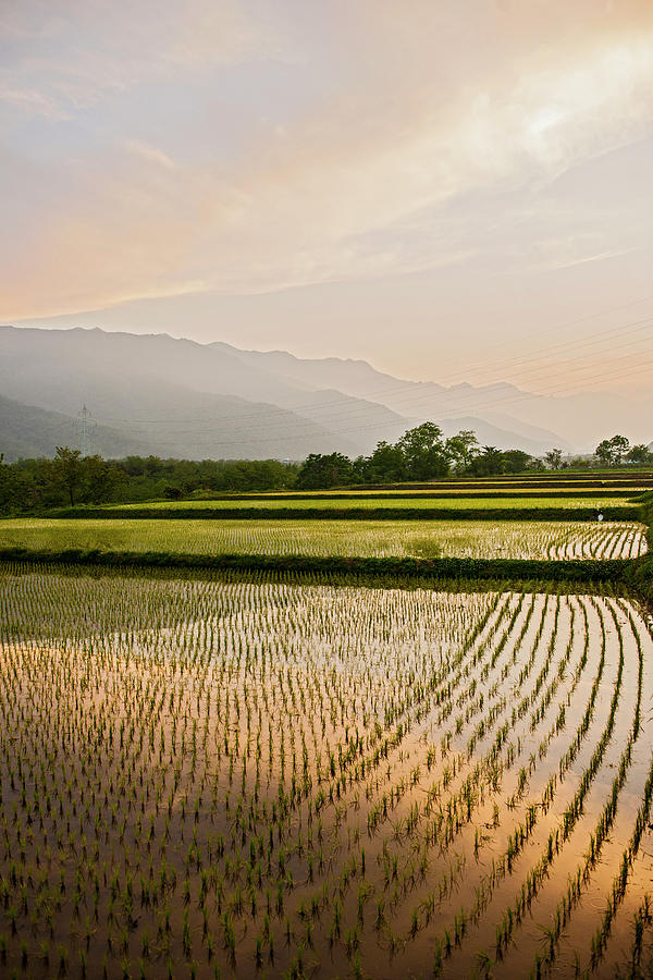 Landscape Photograph - Irrigated Rice Fields Near Seoraksan National Park by Cavan Images