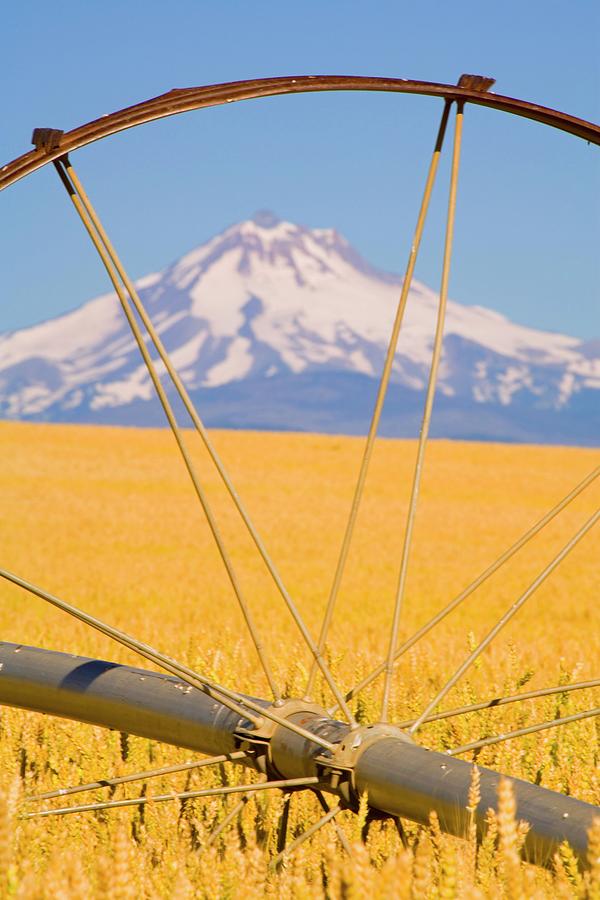 Irrigation Pipe In Wheat Field With Photograph by Design Pics / Craig Tuttle