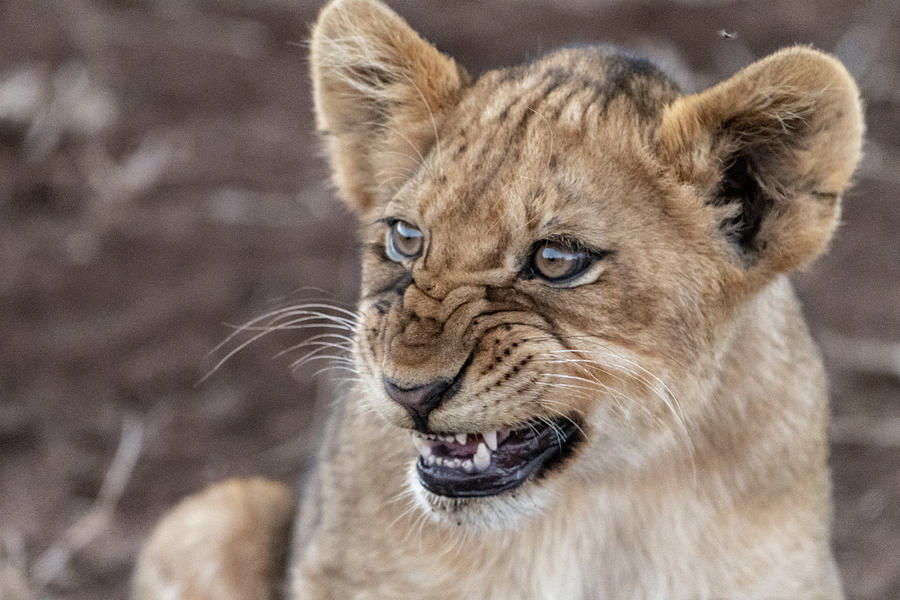 Irritated Lion Cub Photograph by Mark Hunter