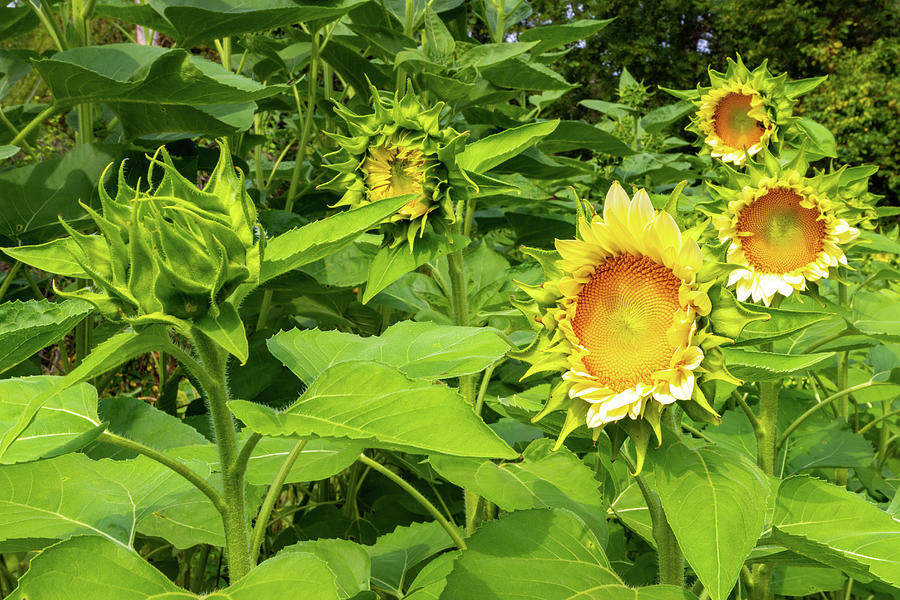 Irvington Farm Sunflowers Photograph by Norma Brandsberg