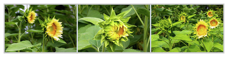 Irvington Springs Sunflowers Photograph