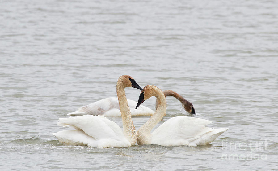 Is it Love? Trumpeter Swan Series Photograph by Jeannette Hunt