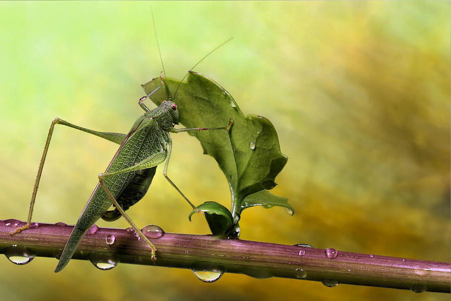 Grasshopper Photograph - Is It Still Raining...? by Jimmy Hoffman