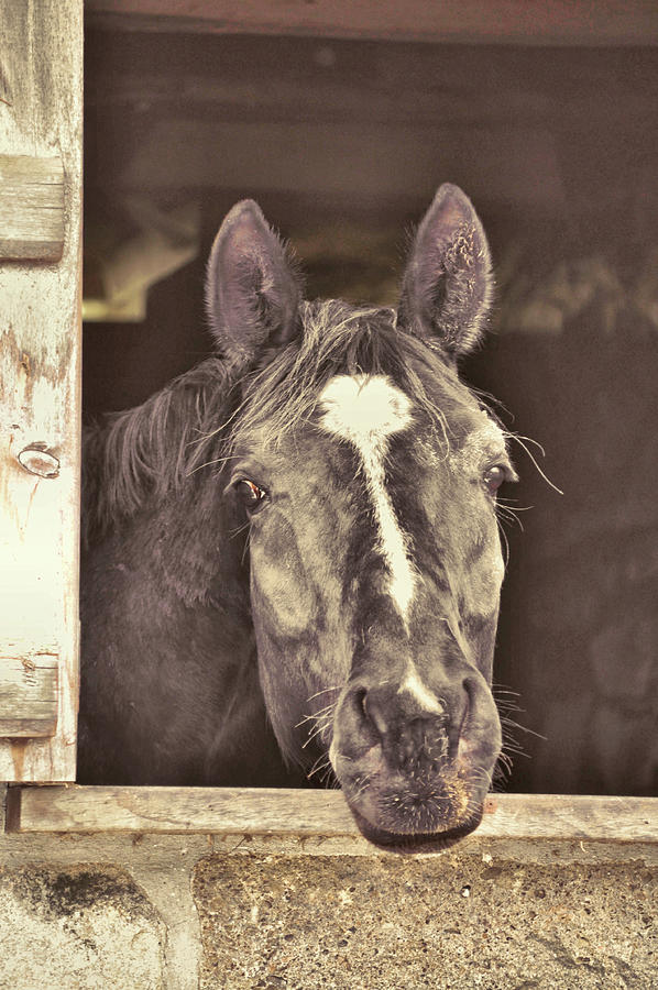 Barn Photograph - Is That Treat For Me? by JAMART Photography