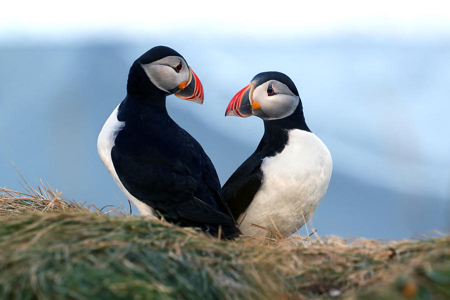 Puffin Photograph - Is This Love by Marco Redaelli