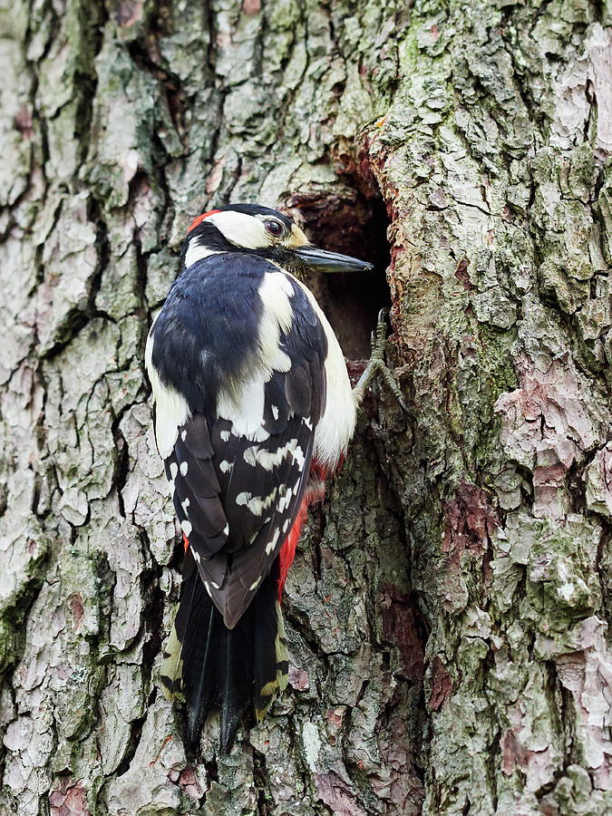 Is This Mine Or Not. Great Spotted Woodpecker Photograph