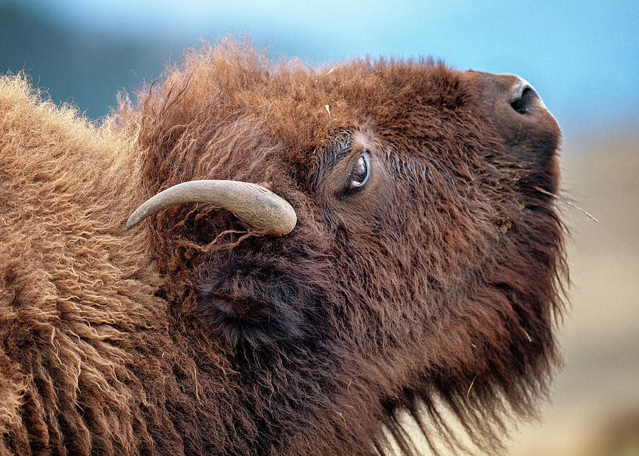 Is This My Good Side Photograph by Stephen Stookey - Fine Art America