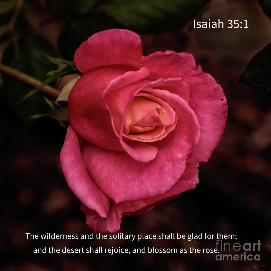 Rose Photograph - Isaiah 35 by Robert Bales