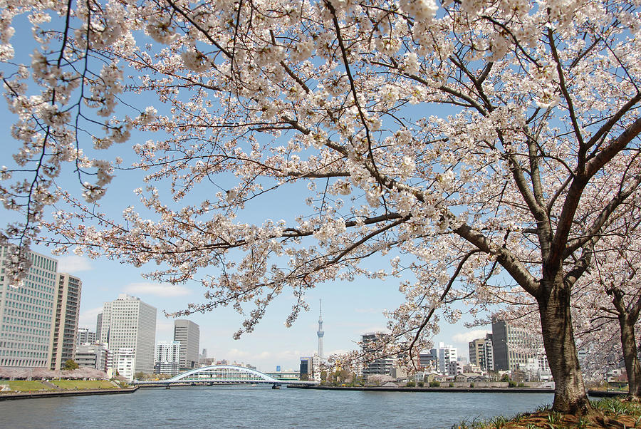 Ishikawajima Park Photograph by Photo By Kosei Saito - Fine Art America