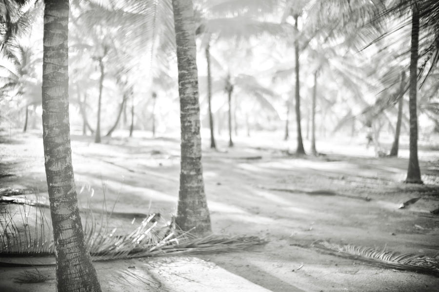 Island Life by Trinidad Dreamscape Island Life by Trinidad Dreamscape