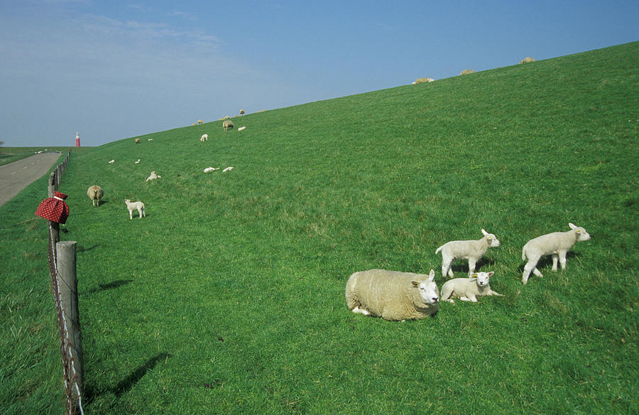 Island Of Texel, Embankment With Sheep, Netherlands, Europe Photograph by Foto Herzig