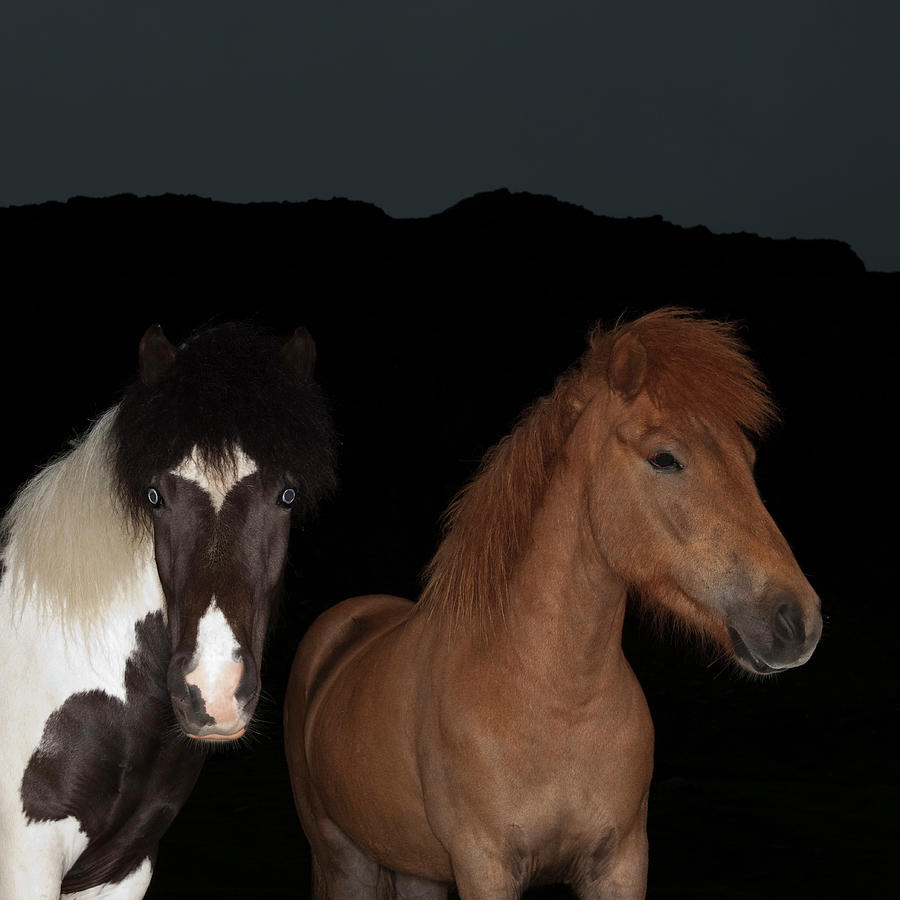 Islands Horses In The Evening Photograph by Roine Magnusson