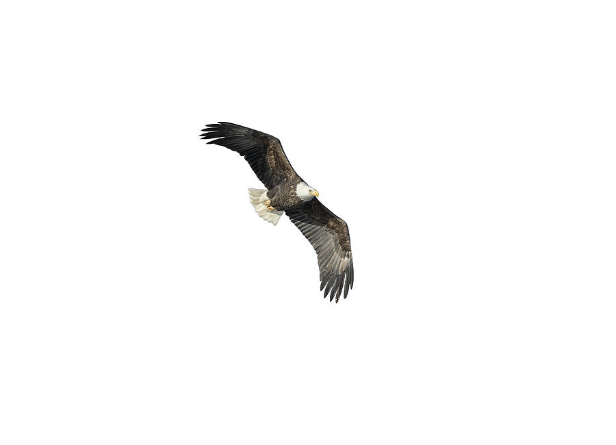 Bald Eagle Photograph - Isolated Bald Eagle 2018-4 by Thomas Young Bald Eagle Photograph - Isolated Bald Eagle 2018-4 by Thomas Young