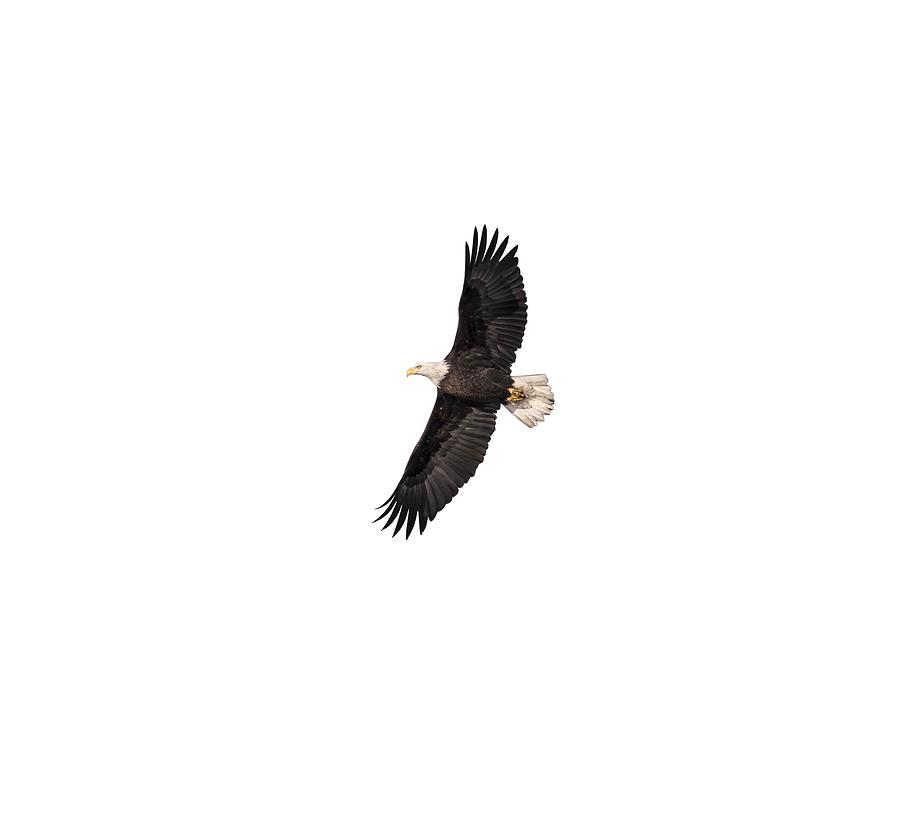 Isolated Bald Eagle 2018-5 Photograph by Thomas Young